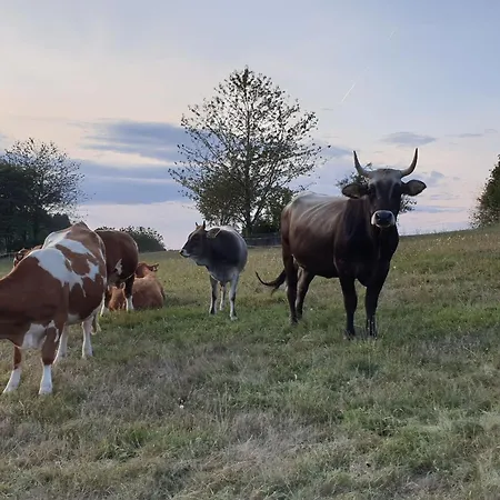 Am Suedhang Gernsbach